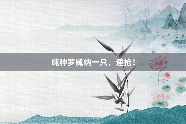 纯种罗威纳一只，速抢！